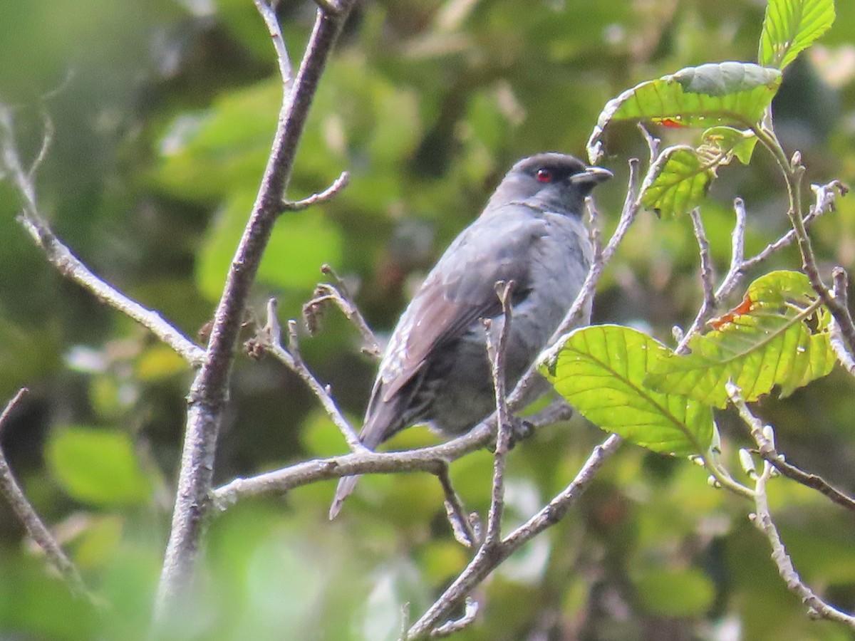 Red-crested Cotinga - Greg Vassilopoulos