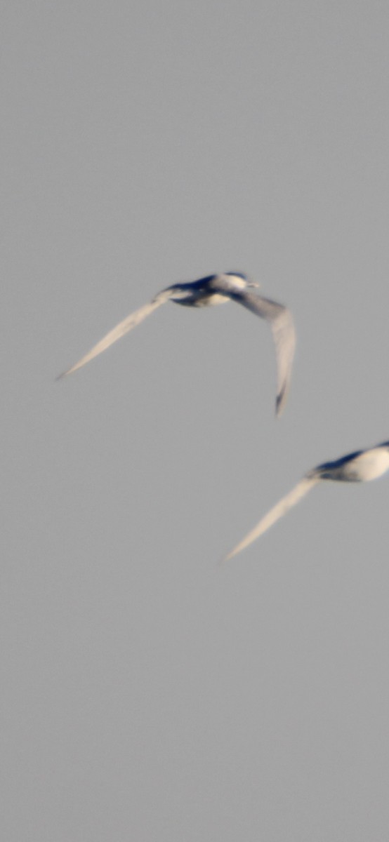 Sandwich Tern - Ryan Giordanelli