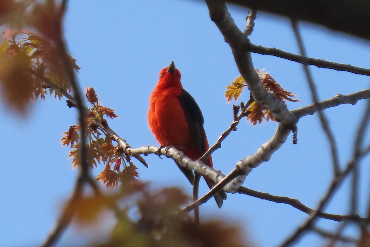 Scarlet Tanager - Becky Marvil