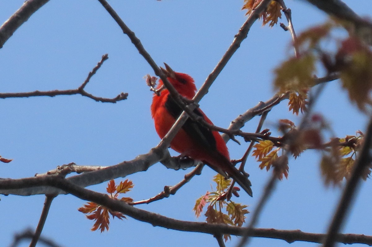 Scarlet Tanager - Becky Marvil