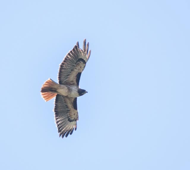 Red-tailed Hawk - Hoeckman's Wildlife