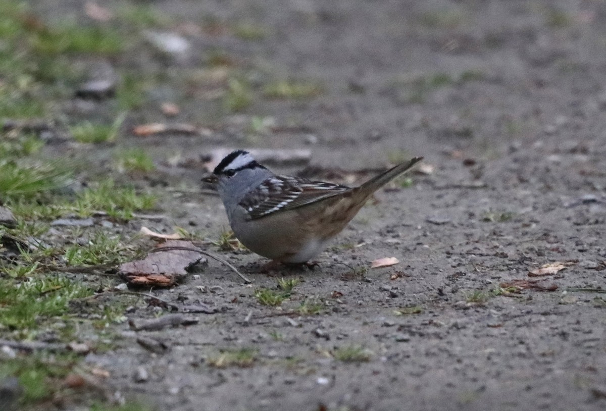 White-crowned Sparrow - "Chia" Cory Chiappone ⚡️