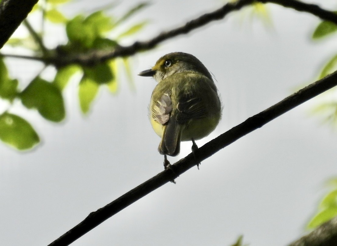 White-eyed Vireo - Susan Lamberts