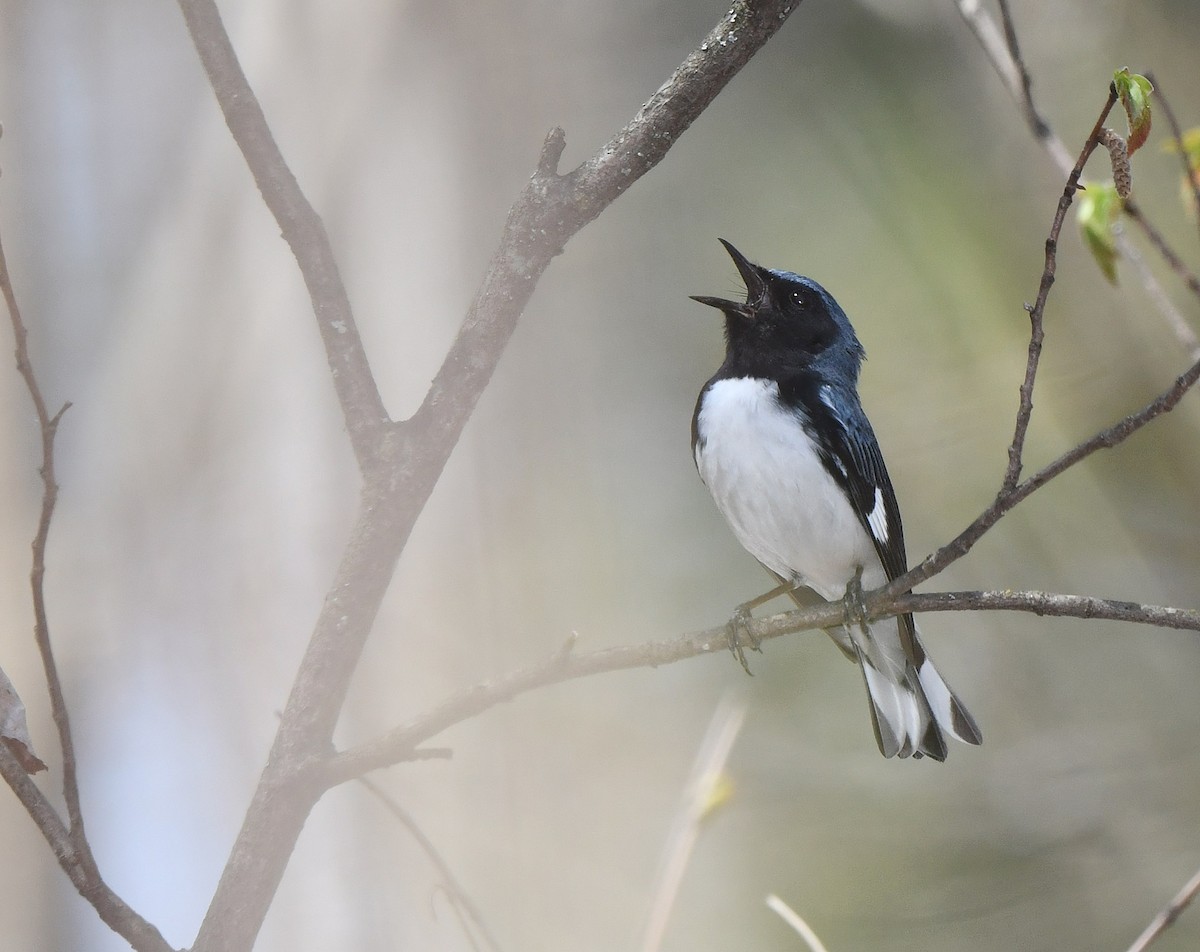 Black-throated Blue Warbler - ML619141401