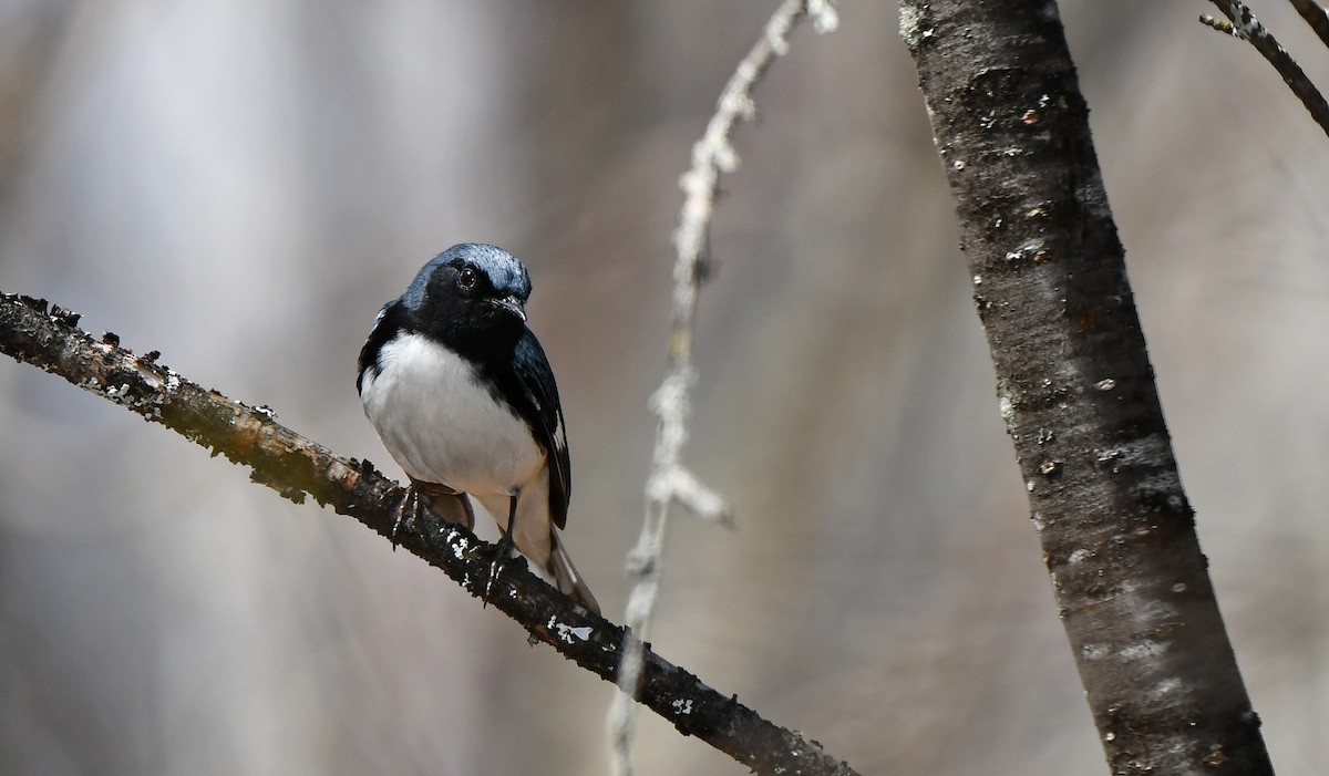 Black-throated Blue Warbler - François Hamel