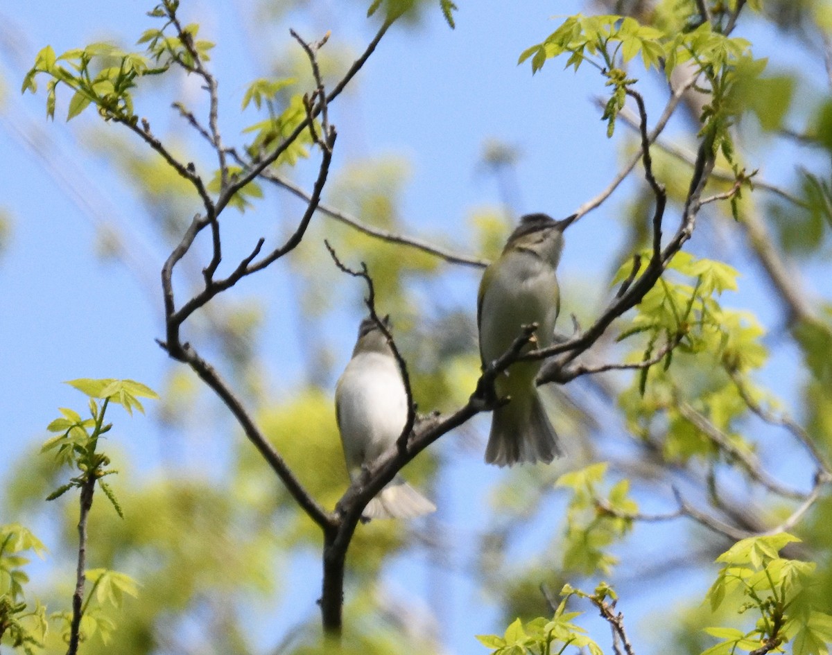 Red-eyed Vireo - ML619141403