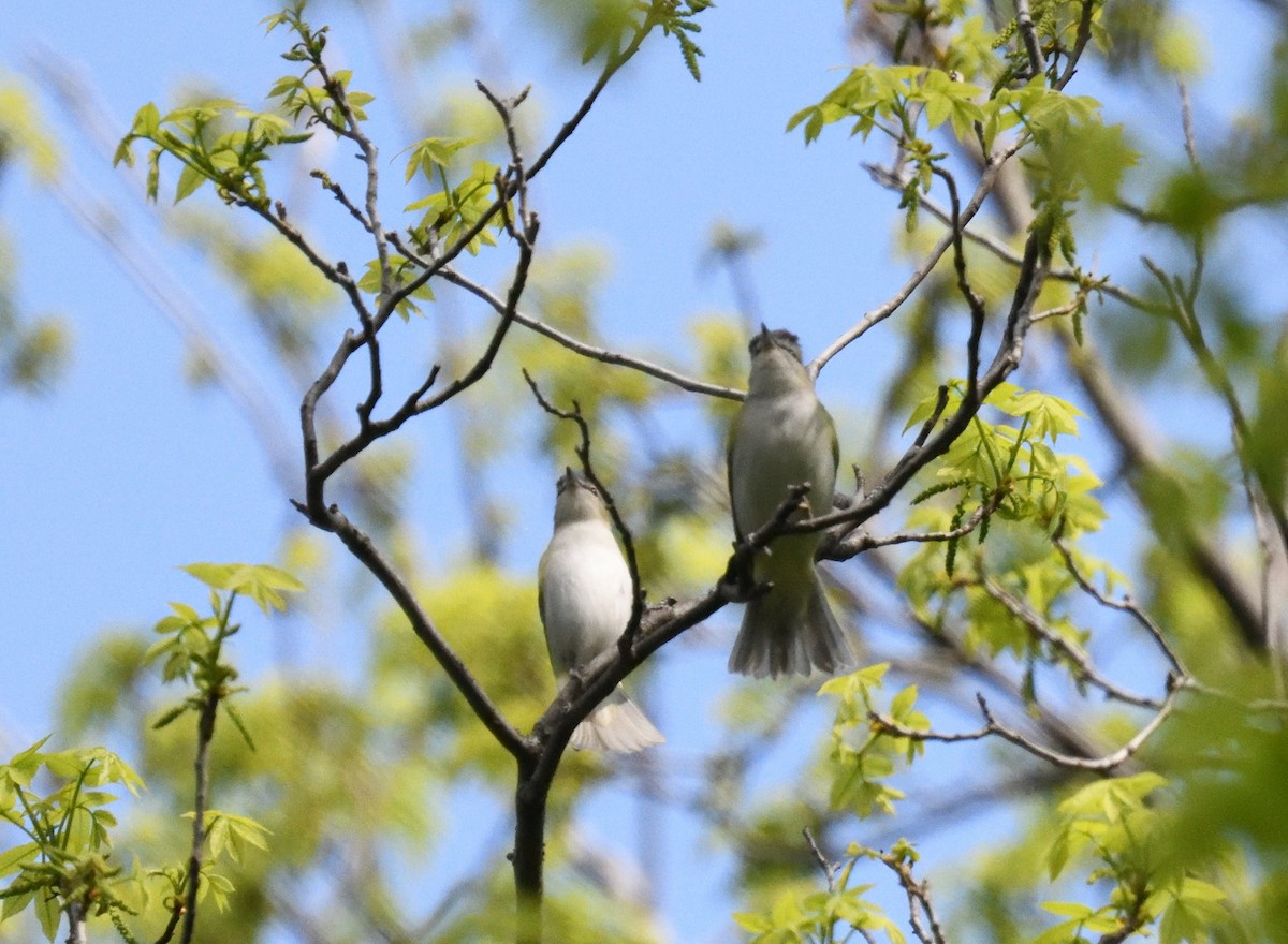 Red-eyed Vireo - ML619141407