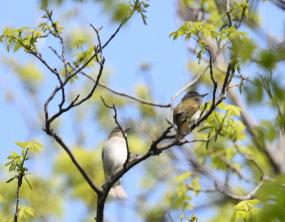 Red-eyed Vireo - ML619141408