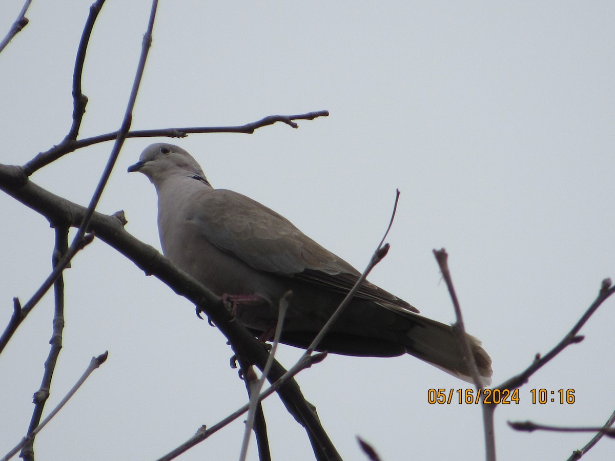 Eurasian Collared-Dove - crdf bird
