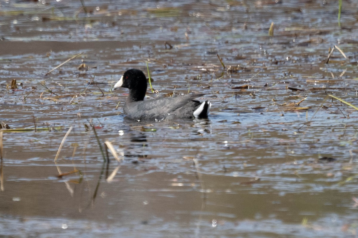 American Coot - André Desrochers