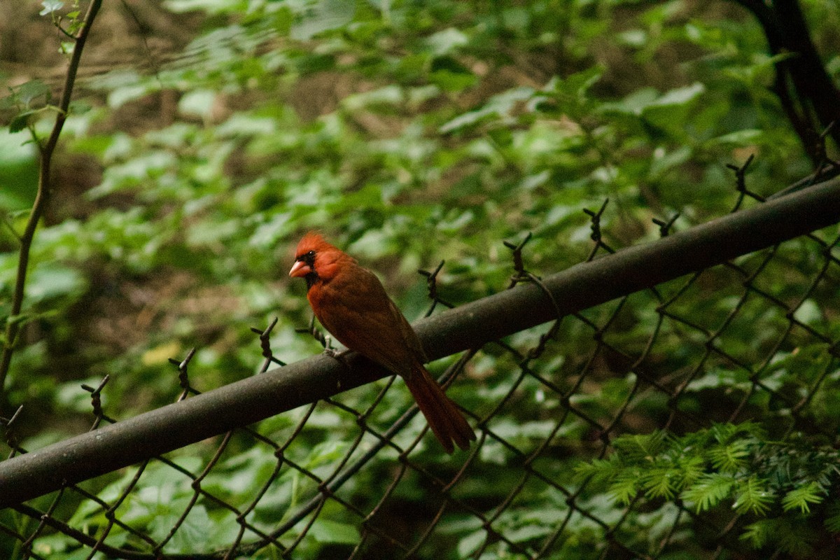 Northern Cardinal - Sarah R