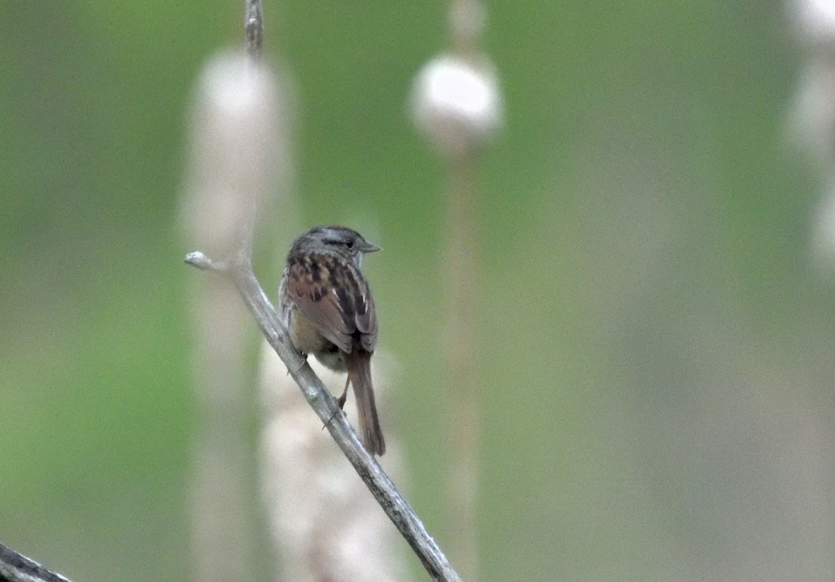 Swamp Sparrow - ML619141434