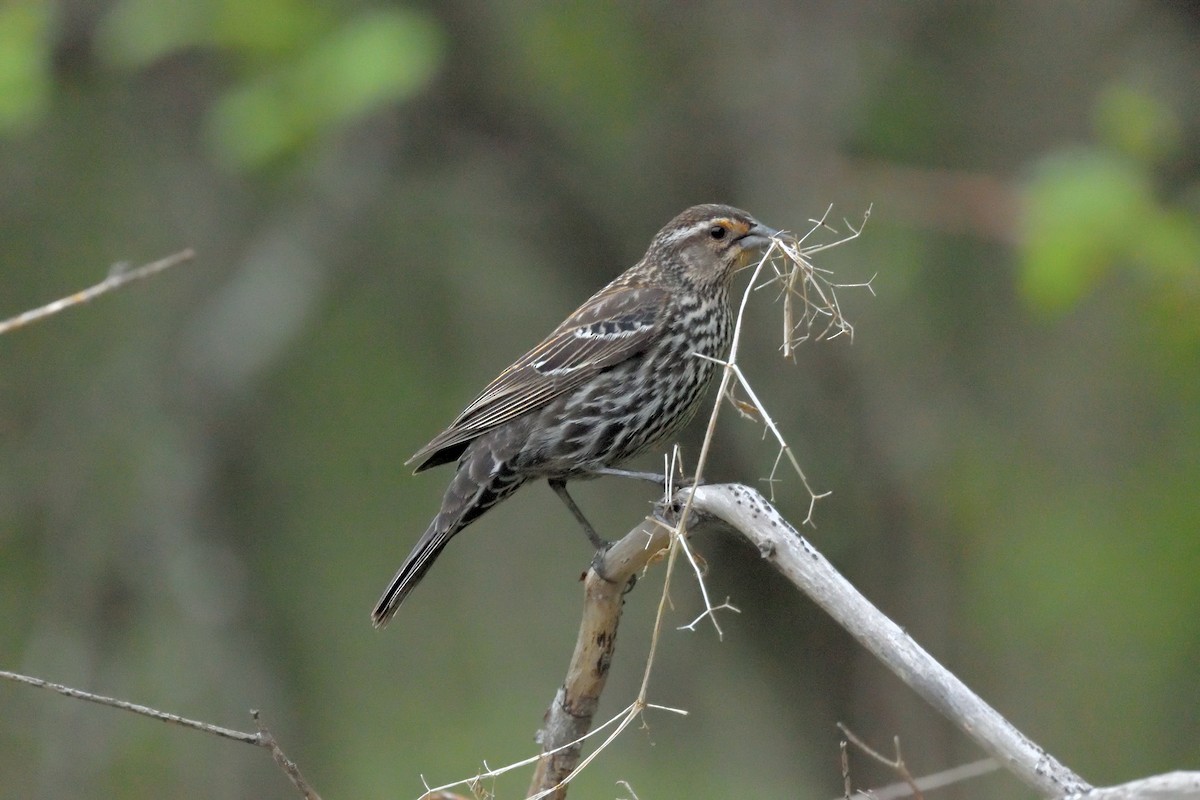 Red-winged Blackbird - ML619141444