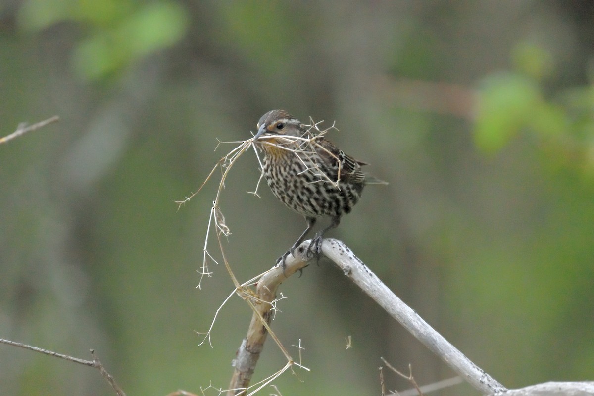 Red-winged Blackbird - ML619141445