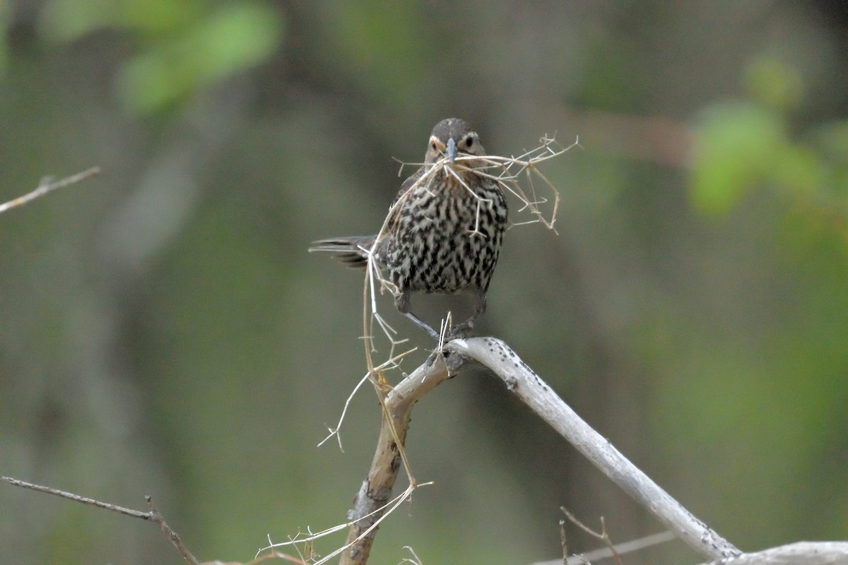 Red-winged Blackbird - ML619141446