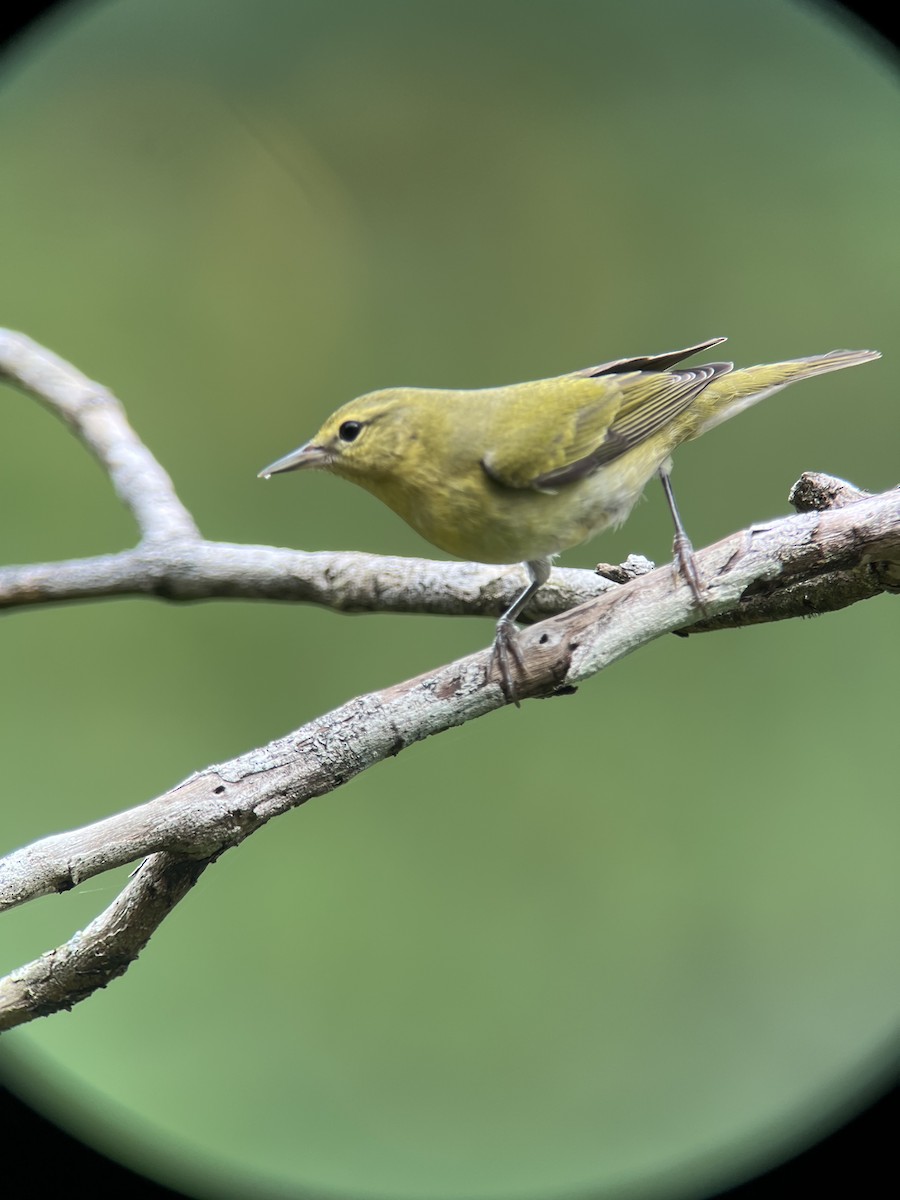 Tennessee Warbler - Brenda Sánchez