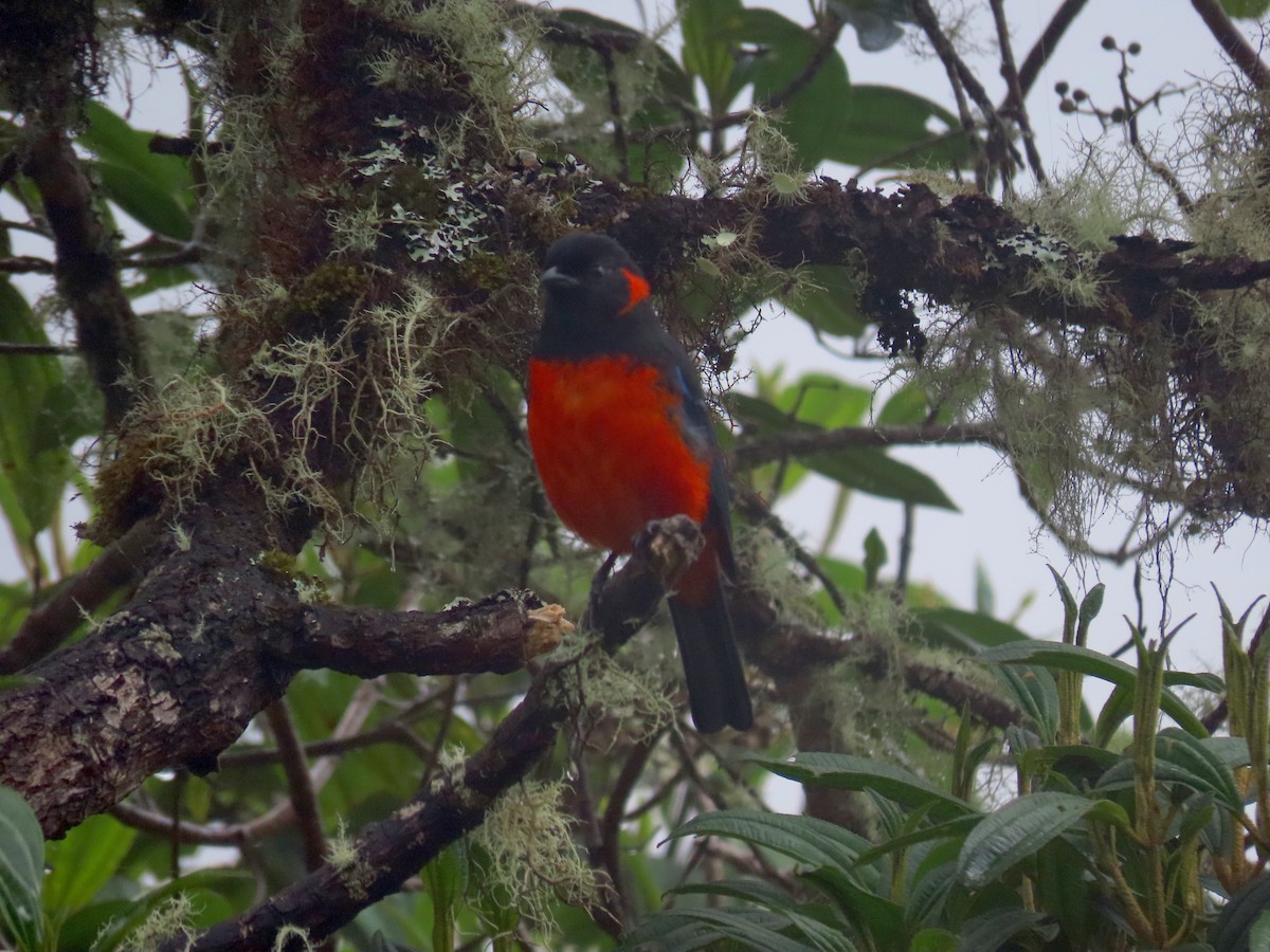 Scarlet-bellied Mountain Tanager - Greg Vassilopoulos