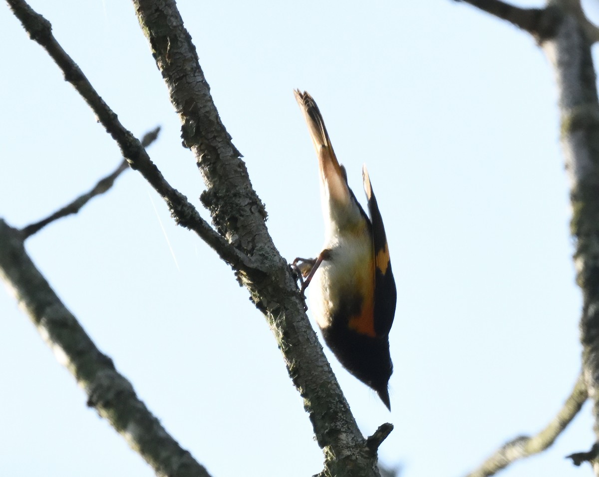 American Redstart - FELIX-MARIE AFFA'A