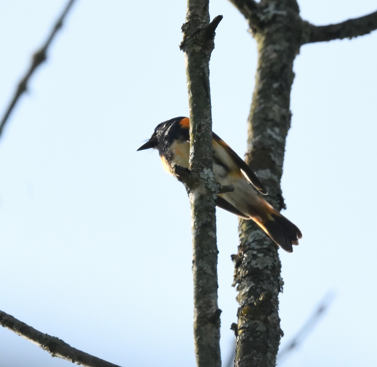 American Redstart - FELIX-MARIE AFFA'A