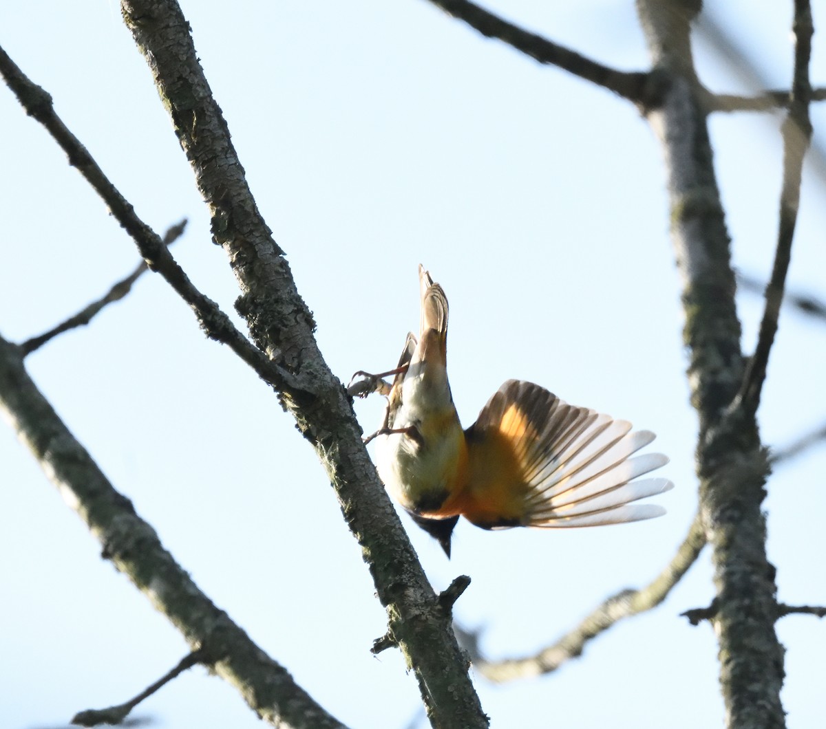 American Redstart - FELIX-MARIE AFFA'A