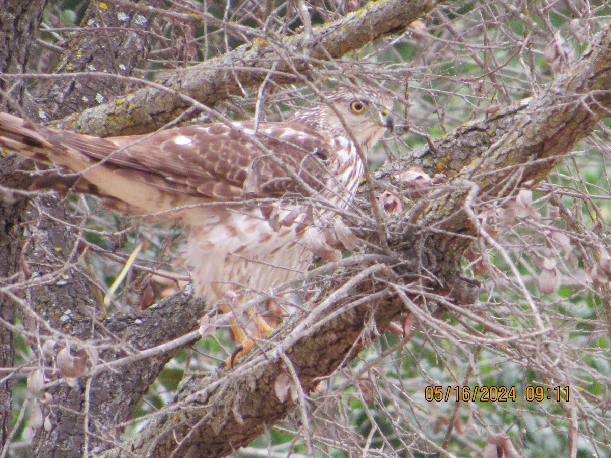 Cooper's Hawk - crdf bird