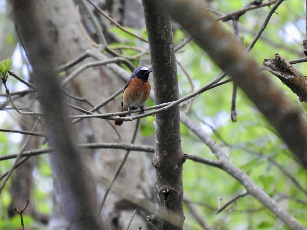 Common Redstart (Common) - Stephen Bailey