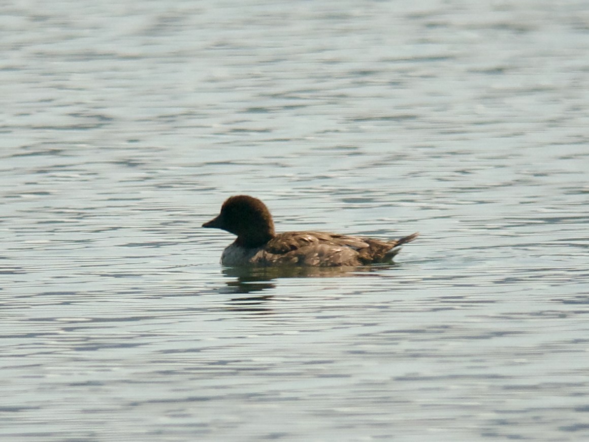 Common Goldeneye - ML619141578