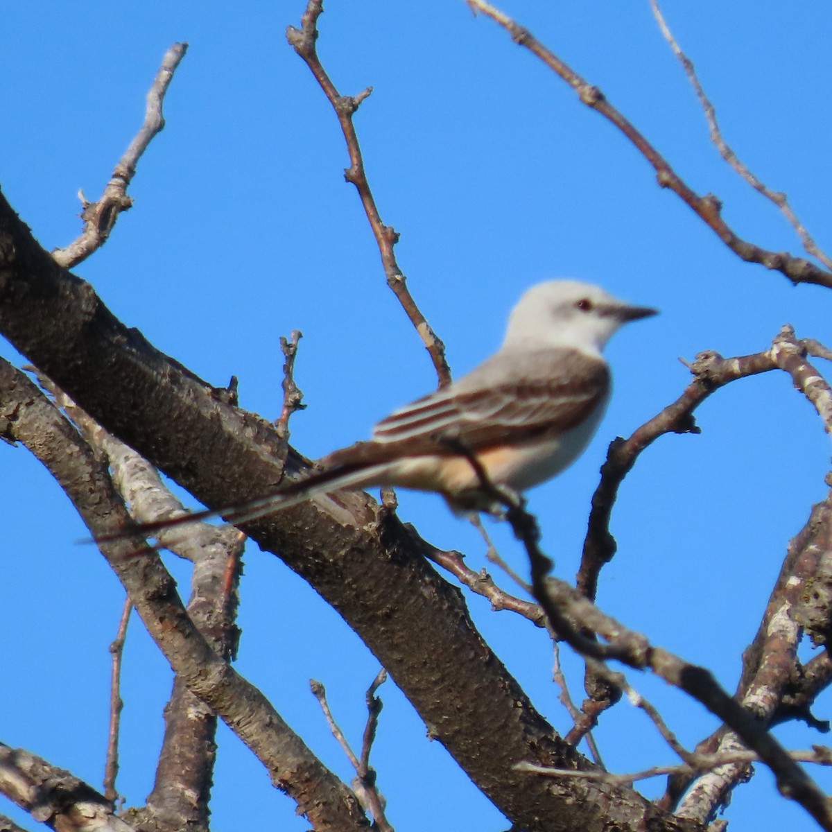 Scissor-tailed Flycatcher - Mackenzie Goldthwait