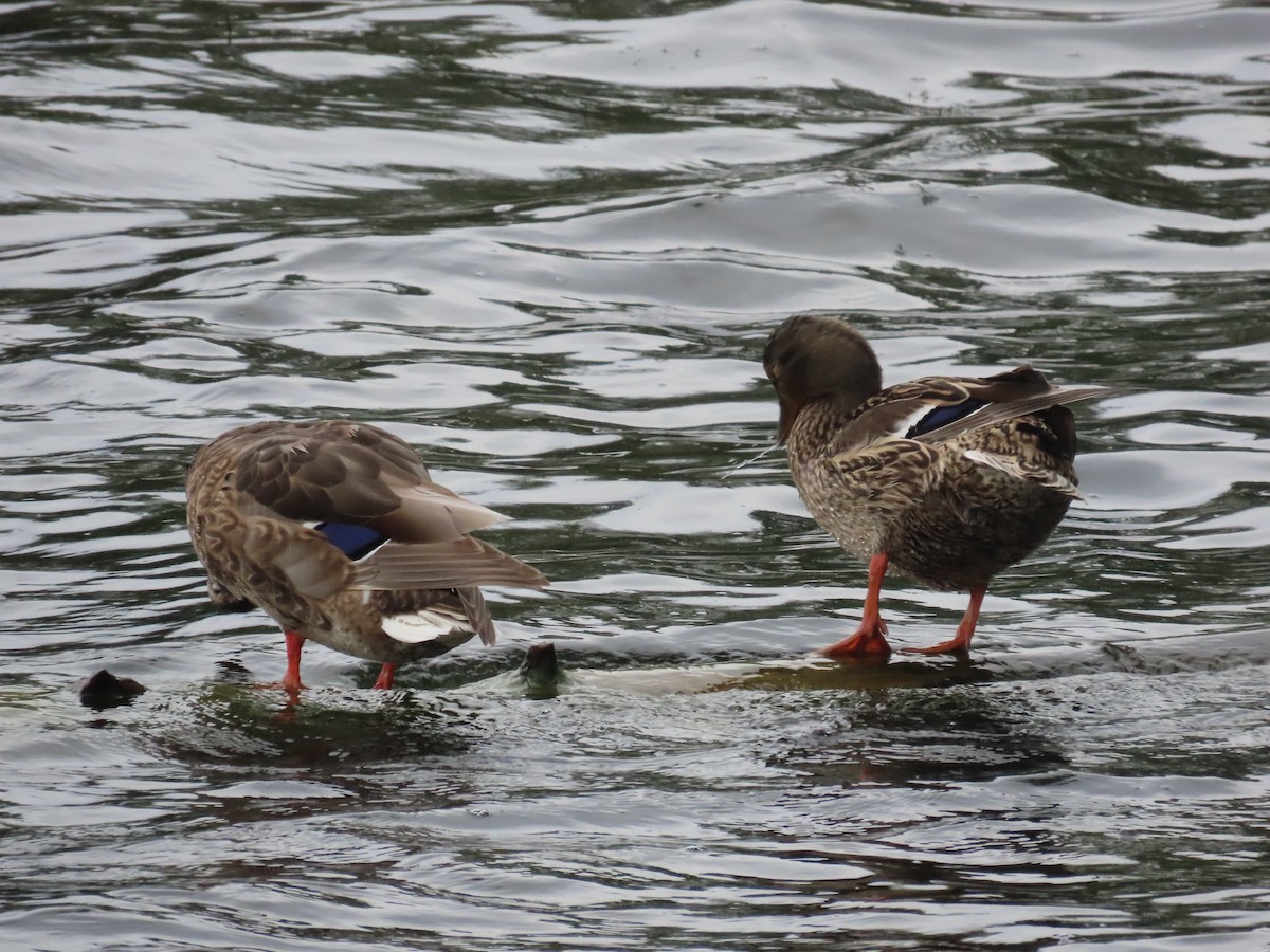 duck sp. - Mabel Bredahl