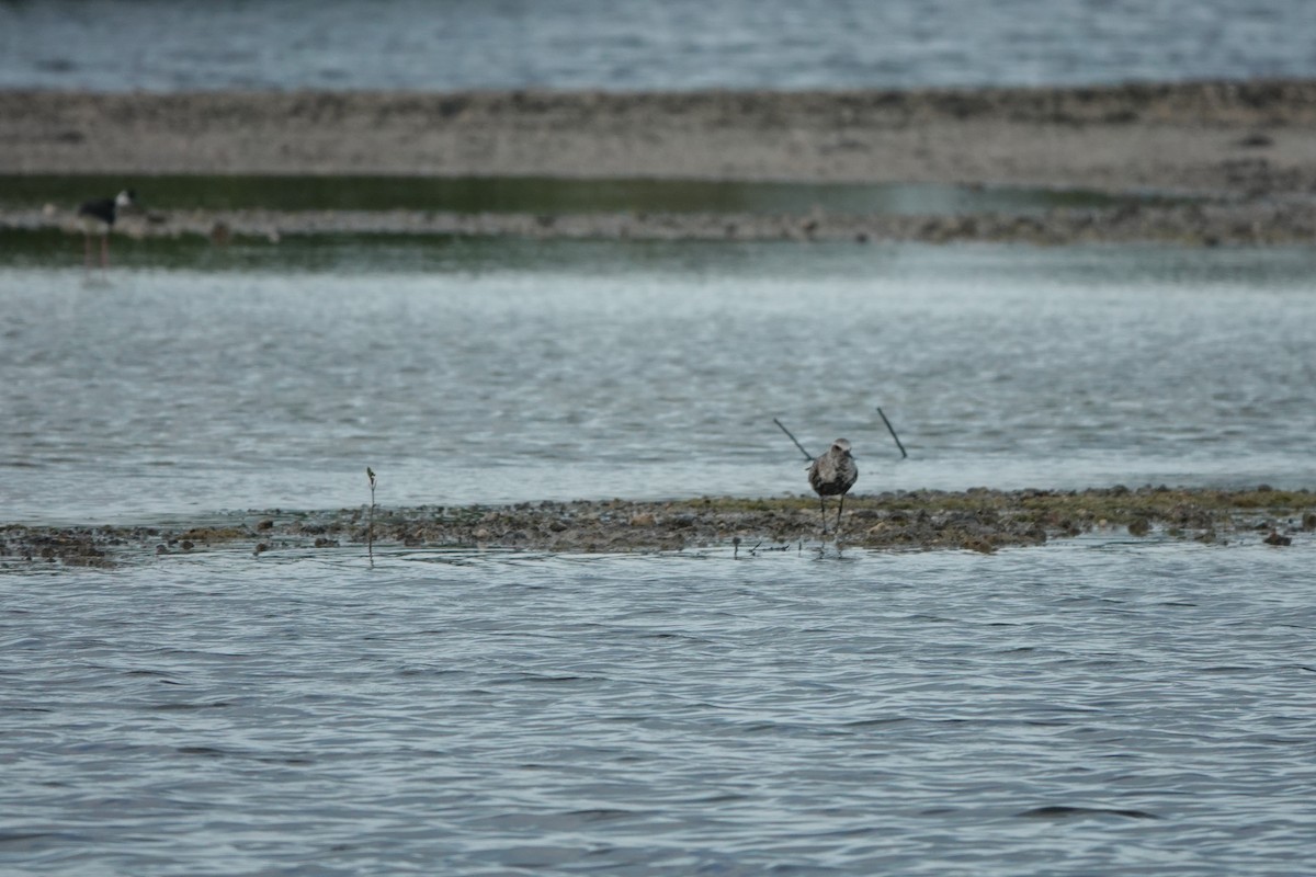 Black-bellied Plover - Marie Dugan