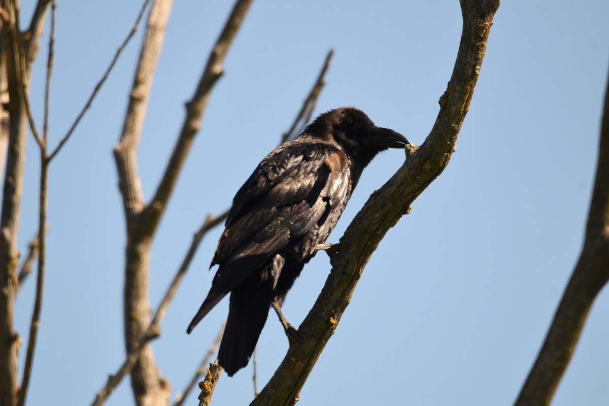 Common Raven - Eduardo Gracia fuster