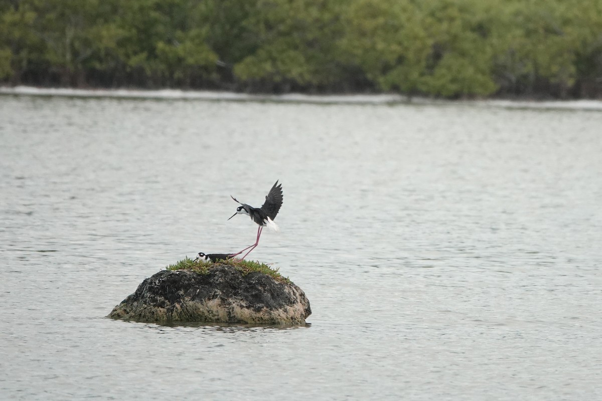 Black-necked Stilt - Marie Dugan