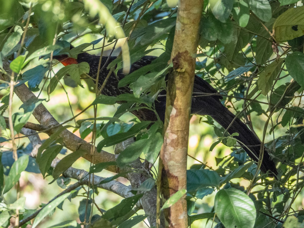 Dusky-legged Guan - Vitor Rolf Laubé