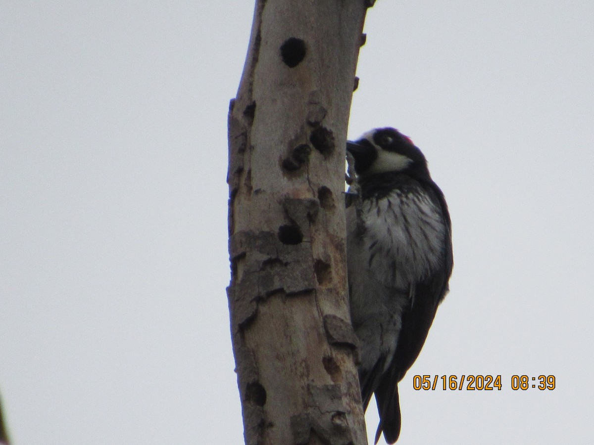 Acorn Woodpecker - crdf bird