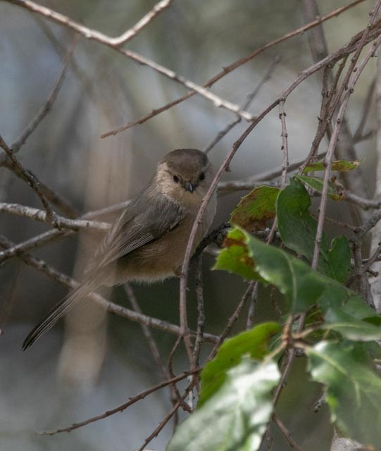 Bushtit - Hoeckman's Wildlife