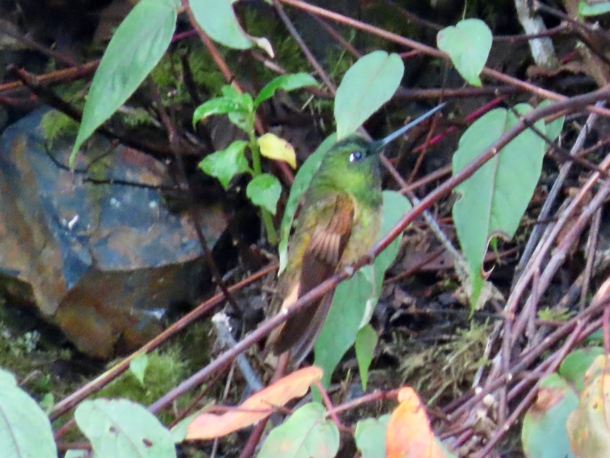 Violet-throated Starfrontlet - Greg Vassilopoulos