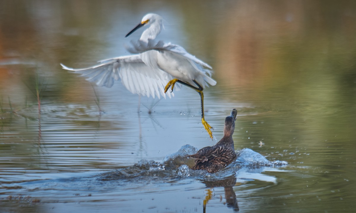 Snowy Egret - Stephen Mann