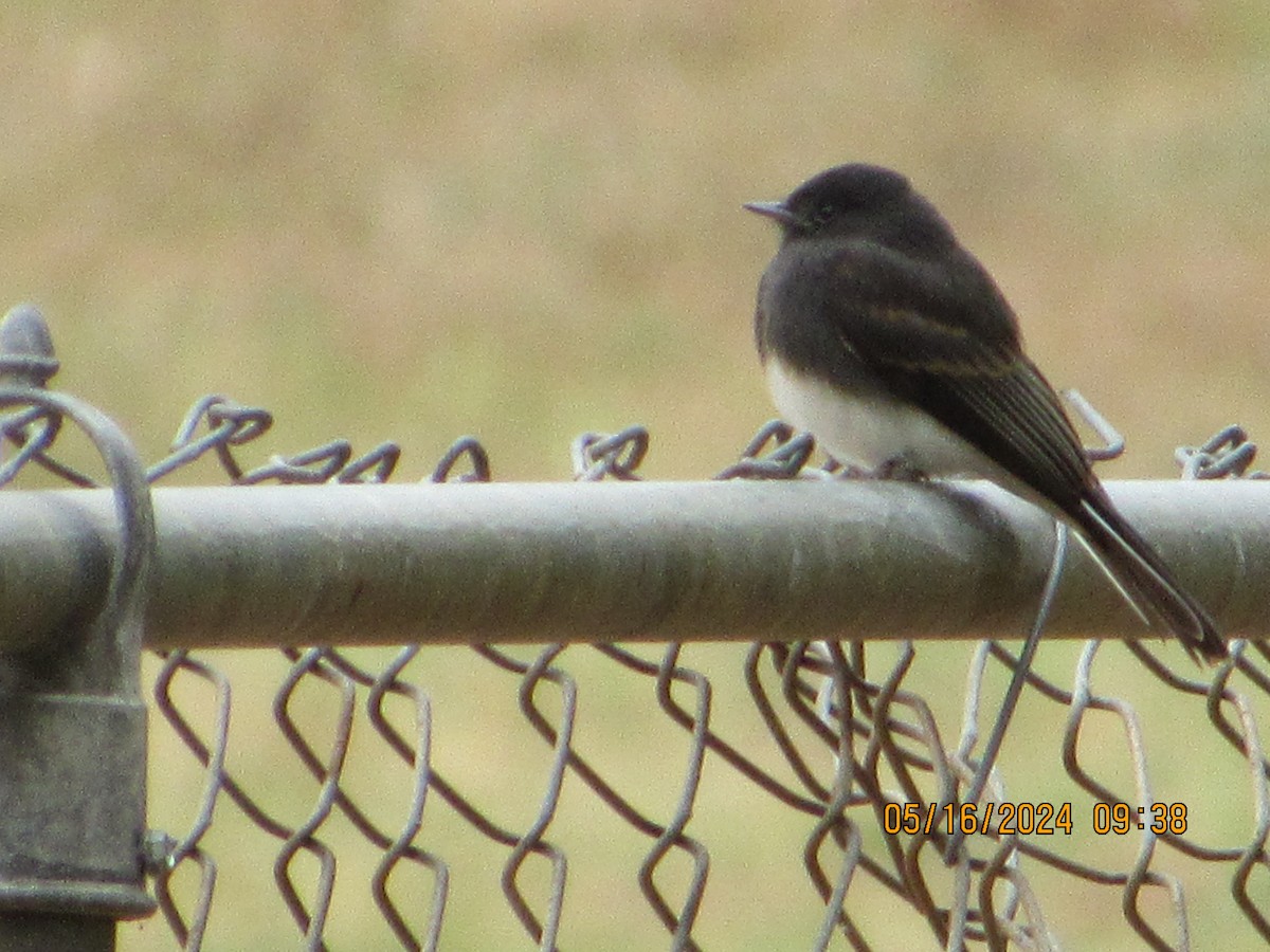 Black Phoebe - crdf bird