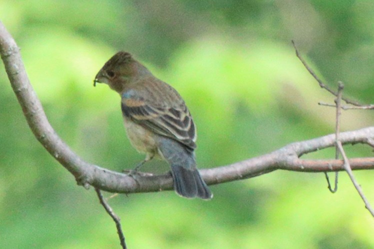 Blue Grosbeak - ML619141716