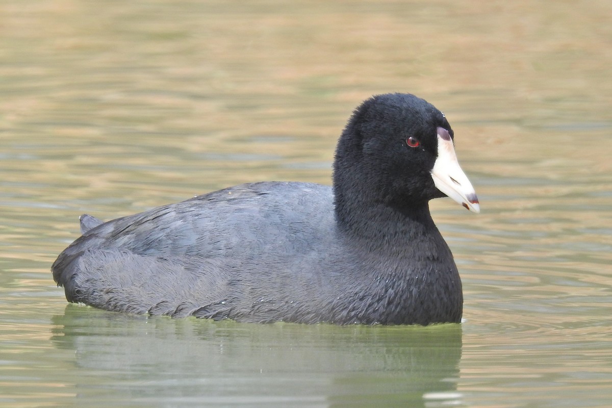 American Coot - ML619141720