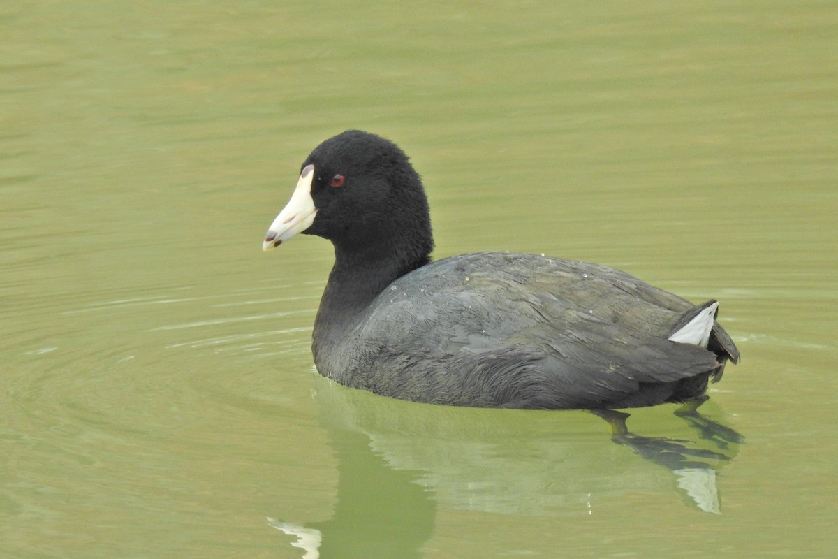 American Coot - Jarvis Shirky