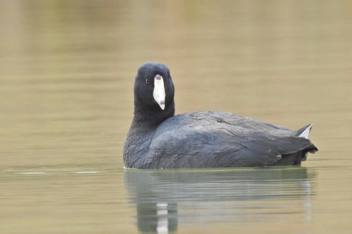 American Coot - Jarvis Shirky