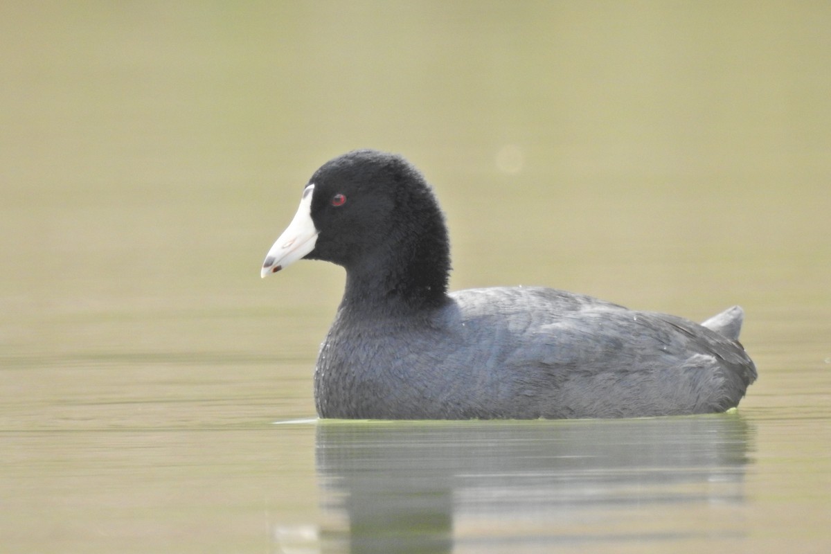 American Coot - Jarvis Shirky