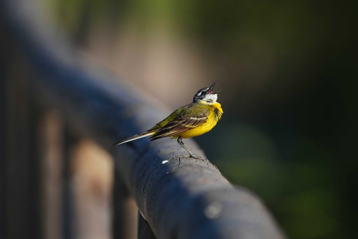 Western Yellow Wagtail - Victoriano Mora Morillo