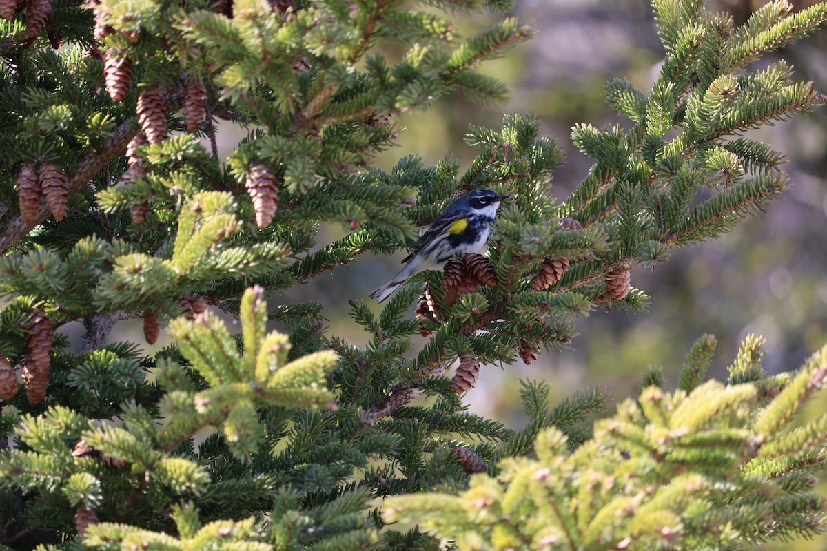 Yellow-rumped Warbler - Philip Nearing