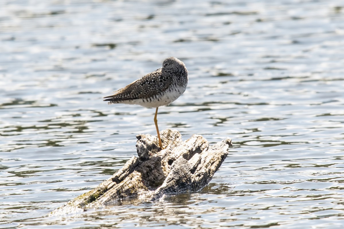 Greater Yellowlegs - ML619141763