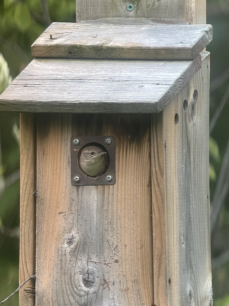 House Wren - Louise Laperrière