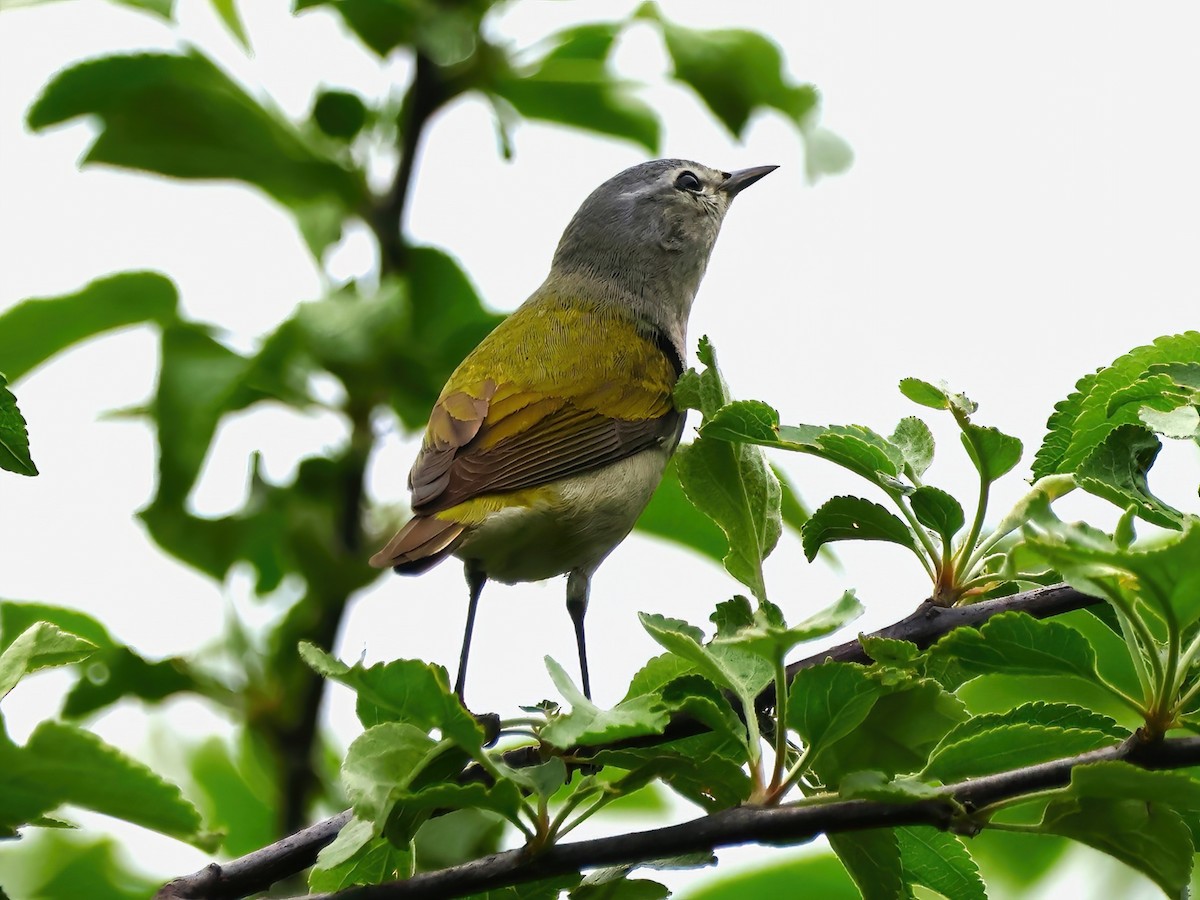 Tennessee Warbler - Eric Patry