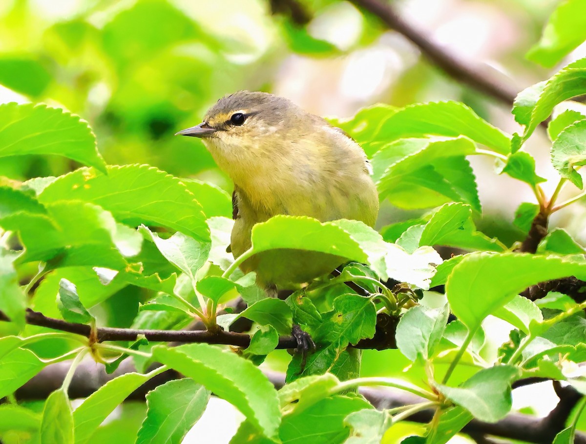 Tennessee Warbler - Eric Patry