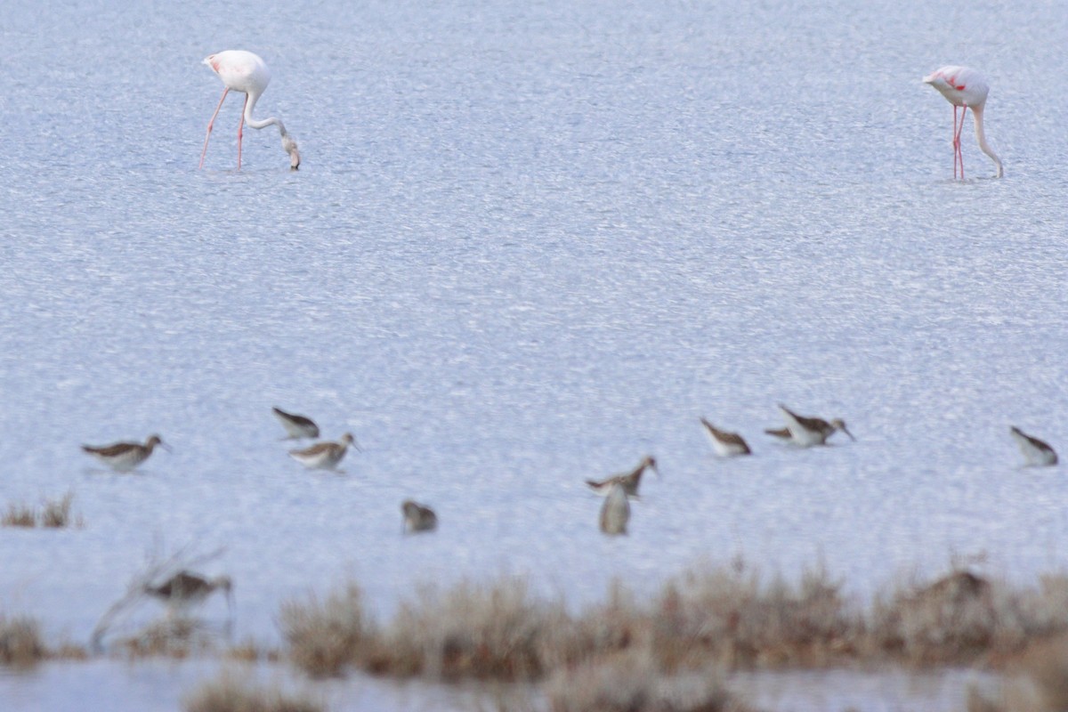 Greater Flamingo - Martijn Renders